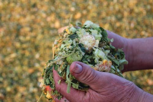 Hands hold chopped corn silage that includes the plant and cob. 